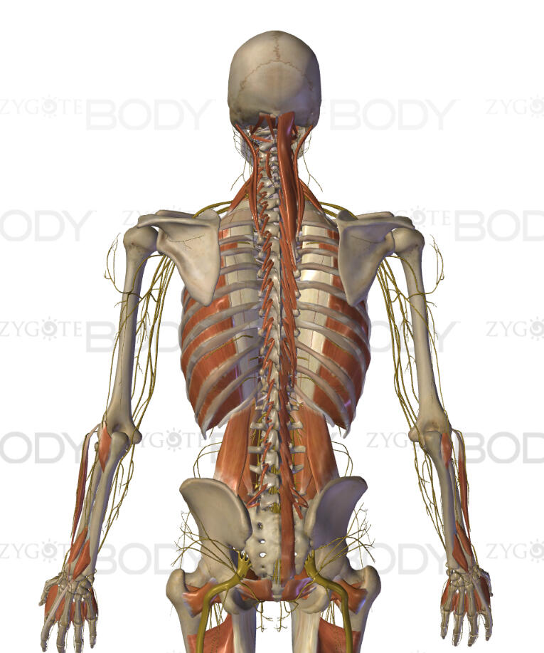 Skeletal anatomy Skeleton picture.